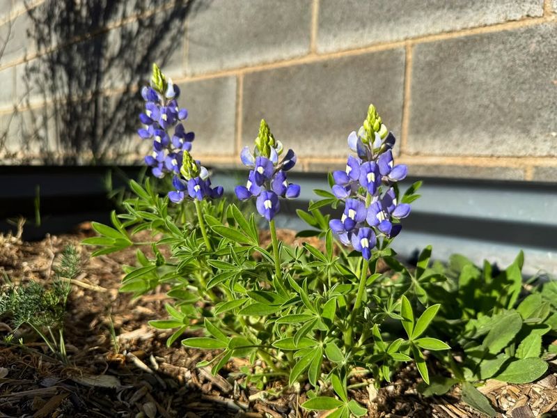 Plant Native Texas Wildflowers For Spring Color