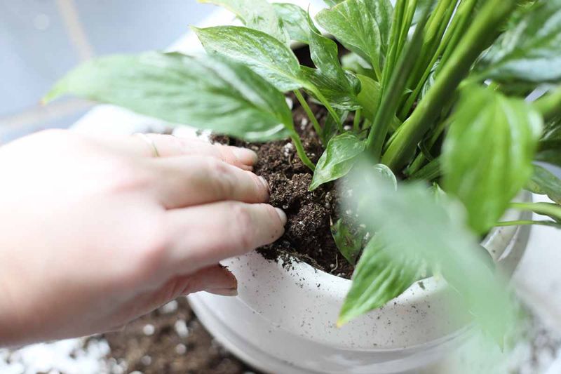 Position The Plant And Fill With Soil