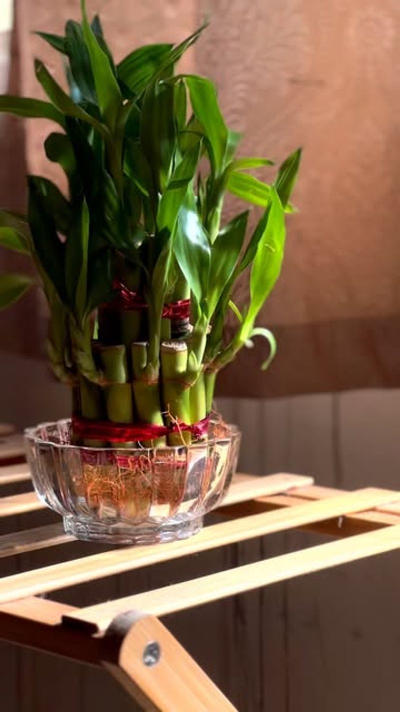 Keep Leaves Clean And Dust-Free Regularly