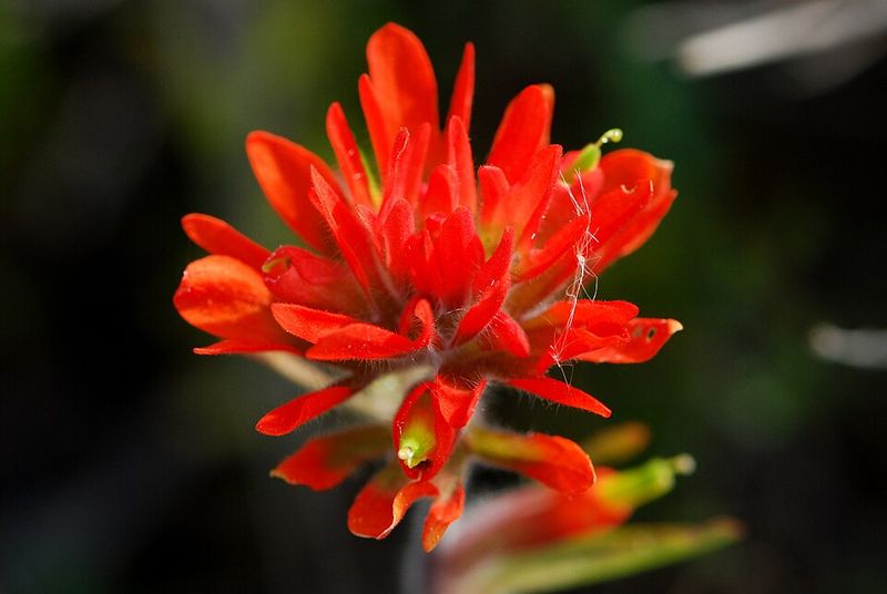 Plant Pollinator-Friendly Flowers