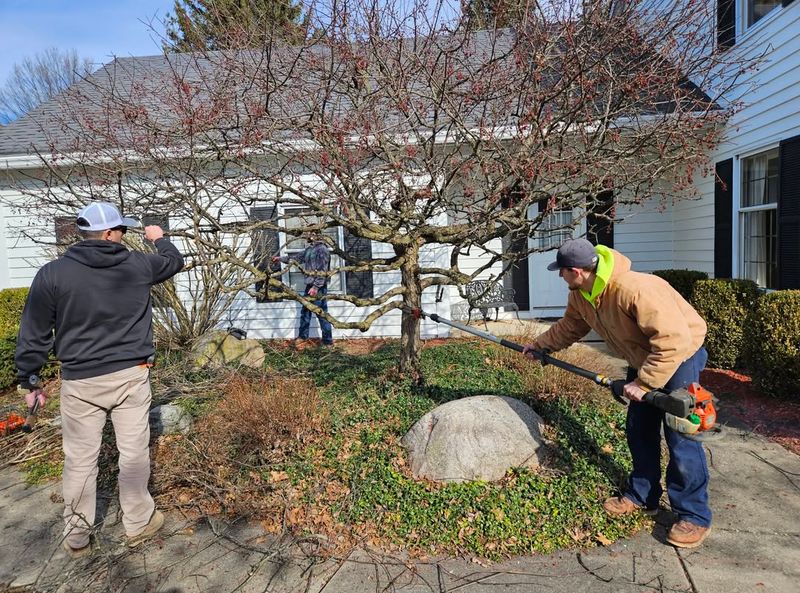 Prune Overgrown Trees And Shrubs