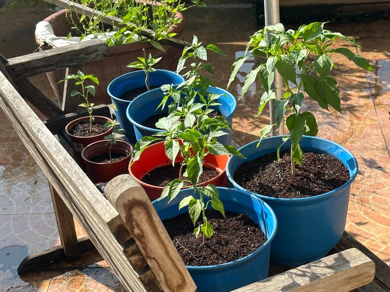 Check Containers For Drainage Holes