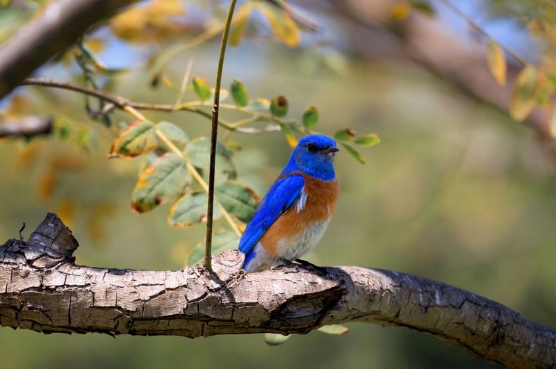 Encourage Beneficial Wildlife Habitats