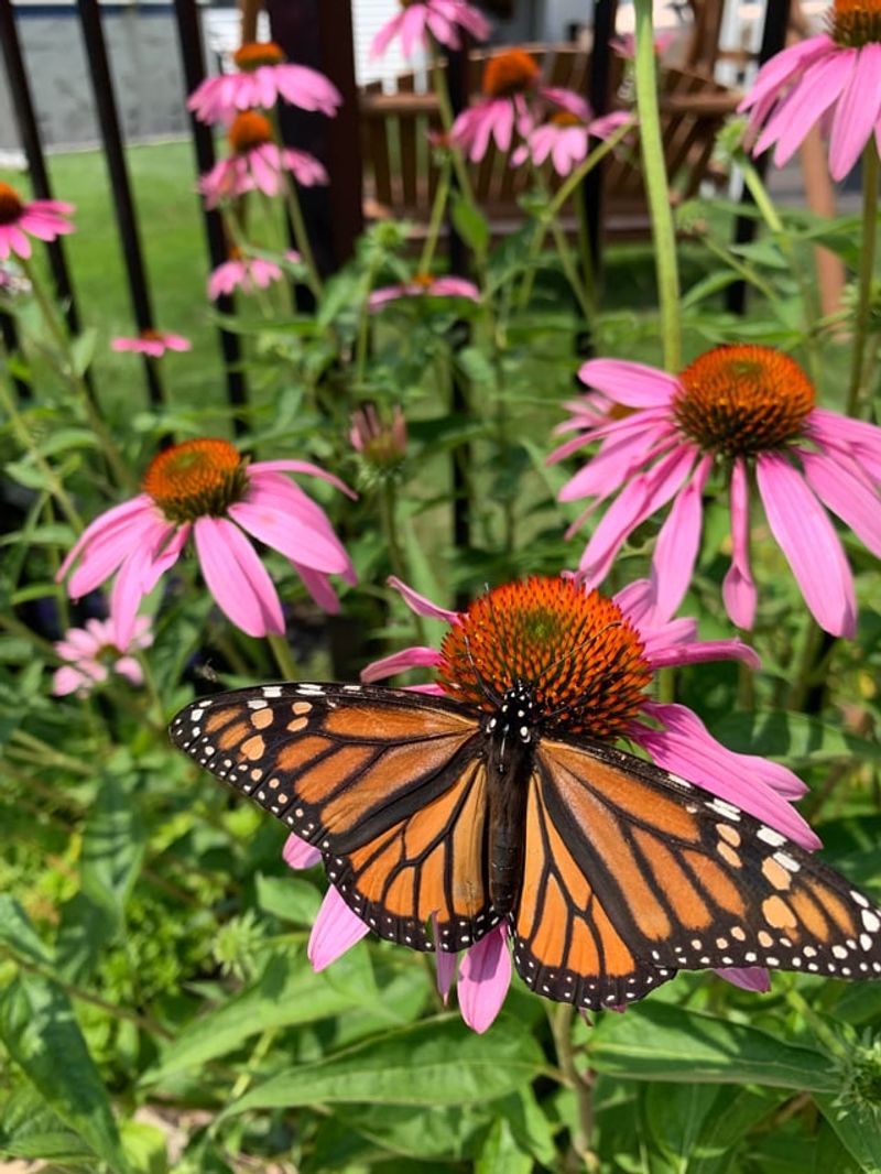 Choose Plants That Attract Pollinators And Beneficial Insects