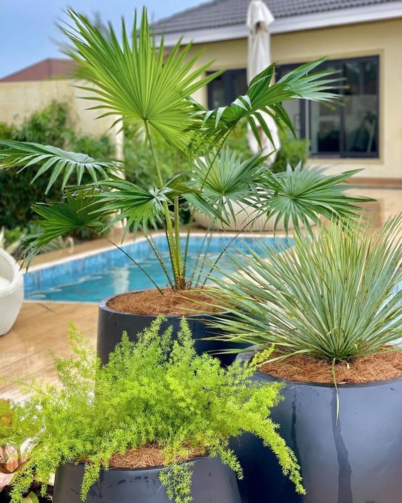 Use Potted Tropical Plants To Bring Life To The Patio