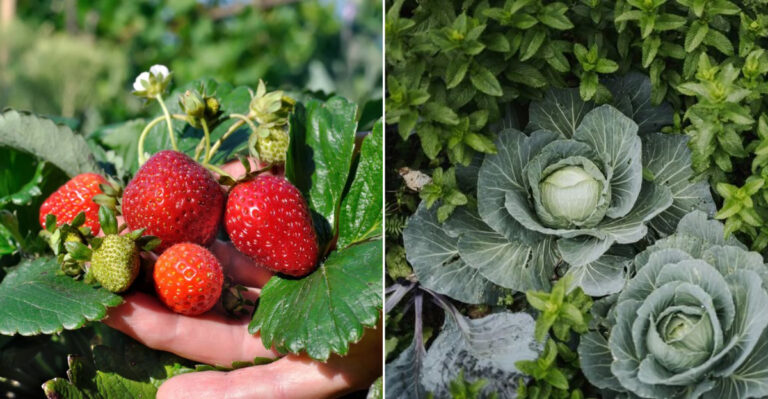 Add Wood Ash To Help These 9 Plants Grow Better In Oregon