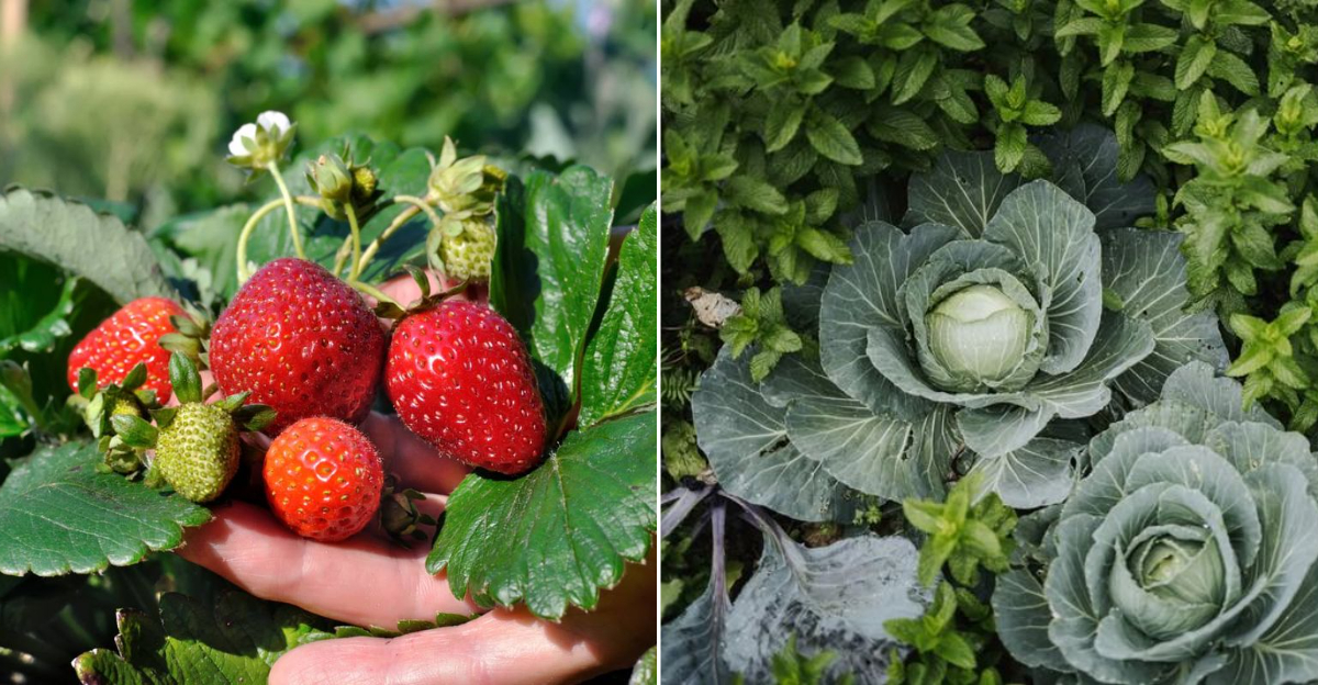 Add Wood Ash To Help These 9 Plants Grow Better In Oregon