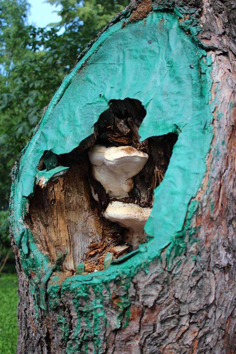 Pruning Paint Protects Cut Branches