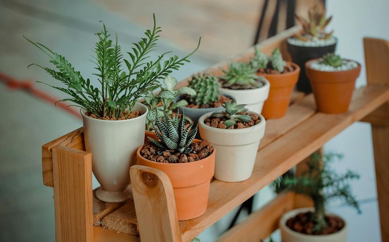 Succulents And Cacti Never Need Fertilizer