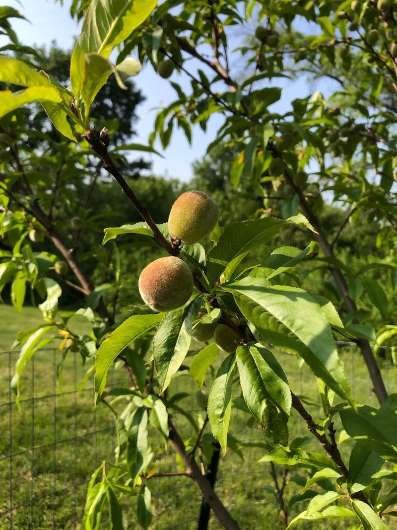 Feed Lightly Instead Of Heavy Nitrogen Pushes