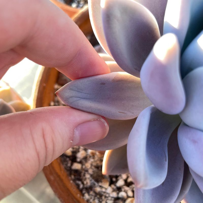 Watch For Signs That Your Succulents Need Water