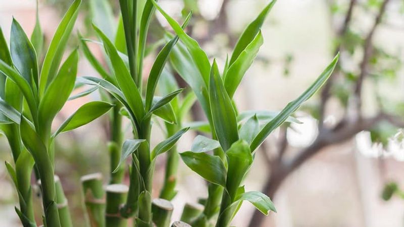 Provide Adequate Winter Light