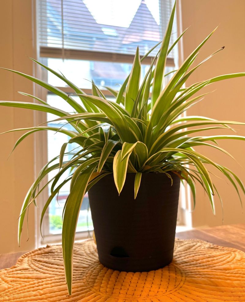 Increase Indoor Humidity Levels