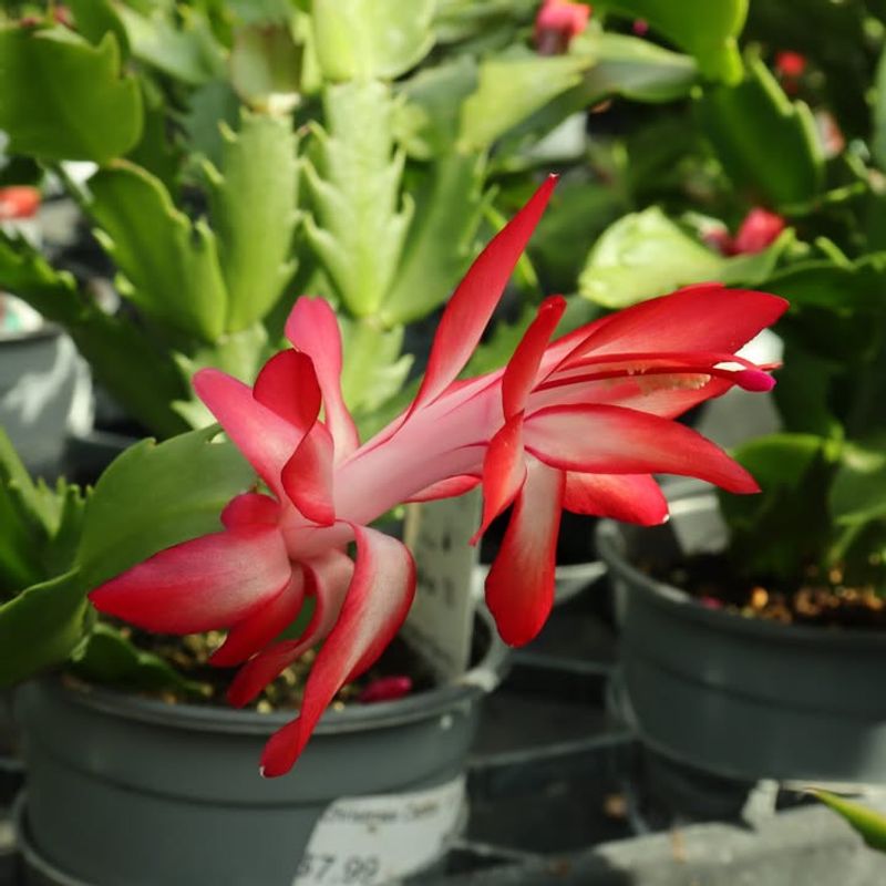 Provide Bright Indirect Light Throughout The Day