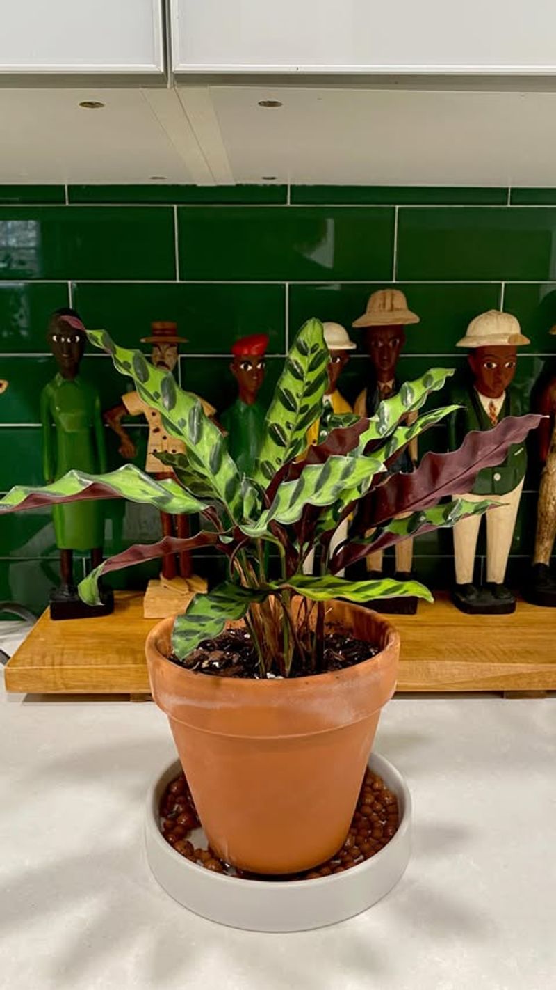 Boost Humidity Levels Indoors