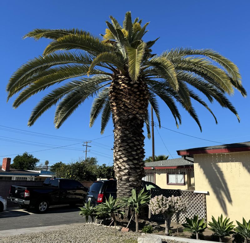 Fertilize Appropriately For Palm Health