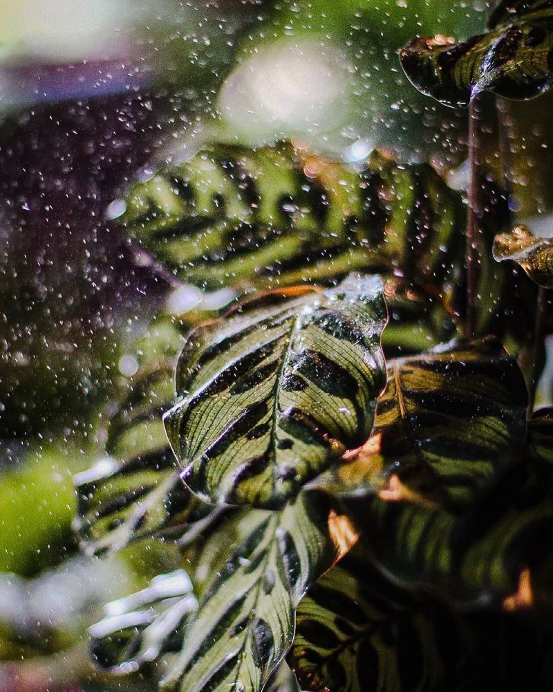 Increasing Humidity For Tropical Plants