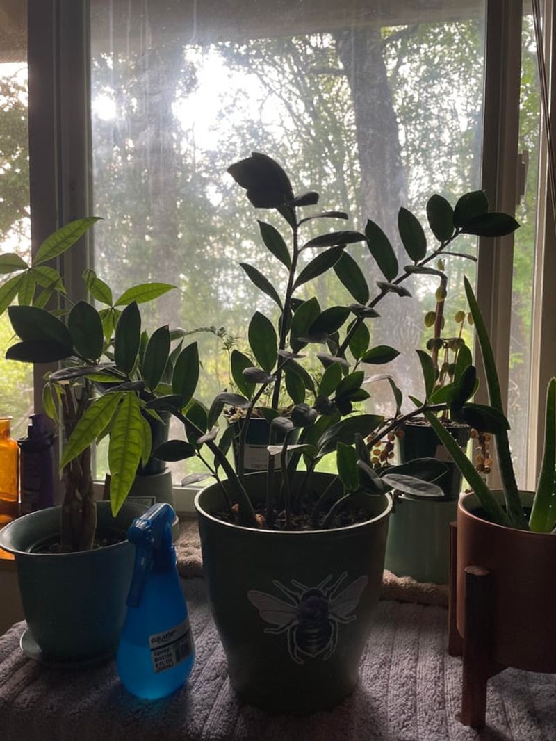 Rotating Plants For Even Growth