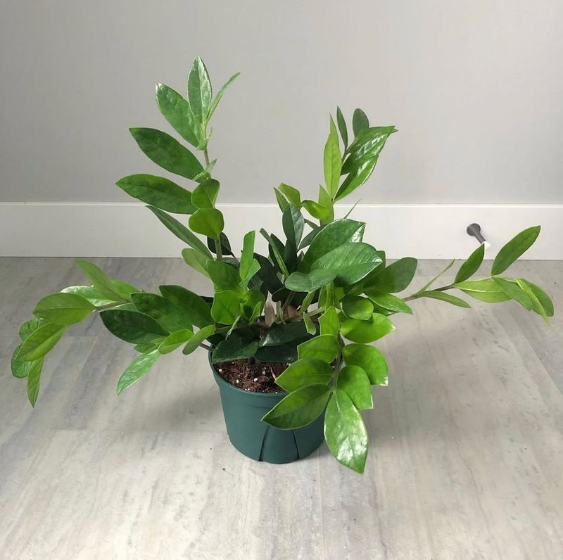 Avoiding Overfeeding In Low-Light Conditions