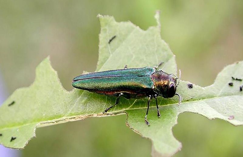 Yard Sightings Often Coincide With Ash Tree Symptoms