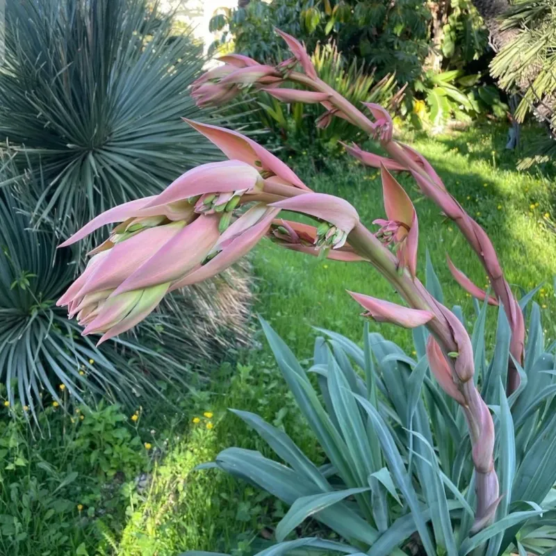Beschorneria Yuccoides (Mexican Lily)