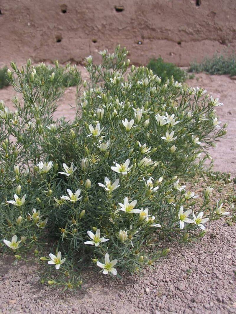 African Rue (Peganum Harmala)
