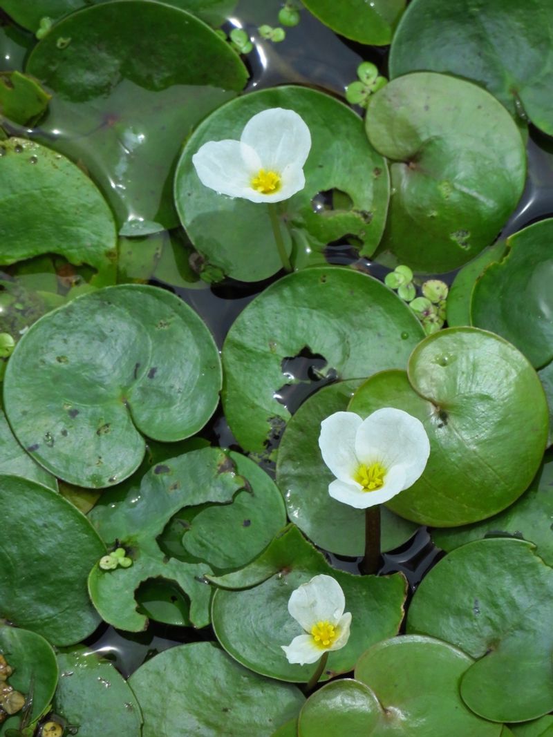 Common Frogbit (Hydrocharis Morsus-Ranae)