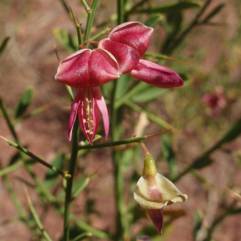 Camelthorn (Alhagi pseudalhagi)