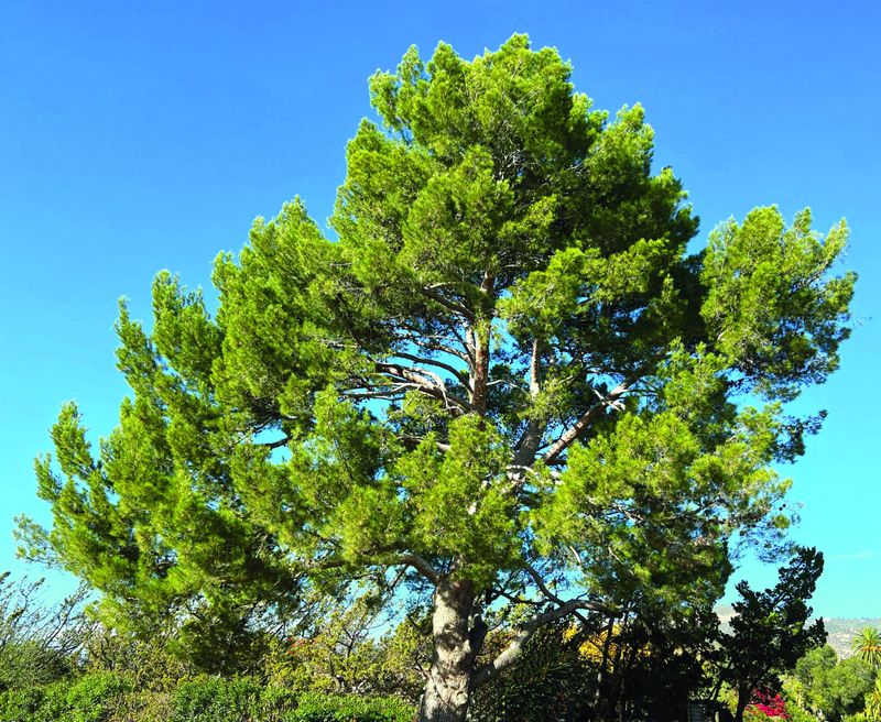 Aleppo Pine