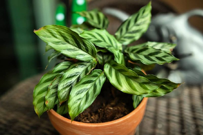 Calathea
