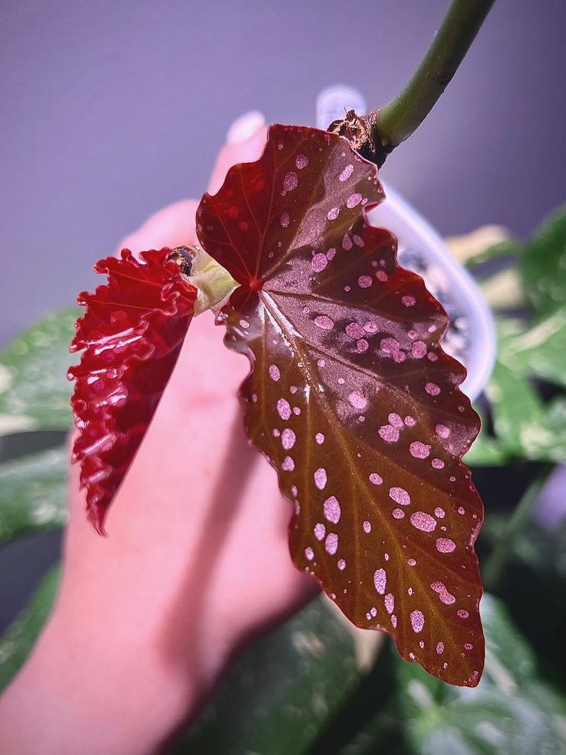 Begonia Leaf Propagation