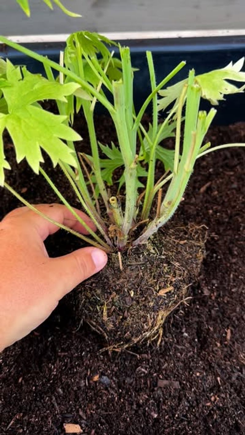 Shallow Roots Are Overheating In Exposed Beds