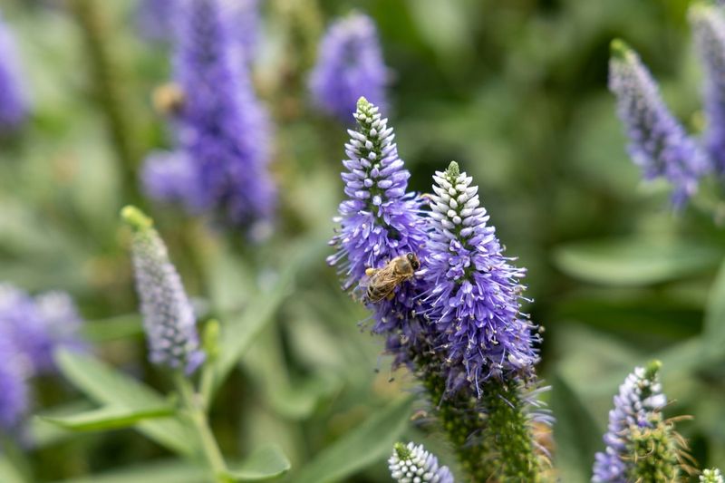 Veronica: Spiky Speedwell For Easy Care