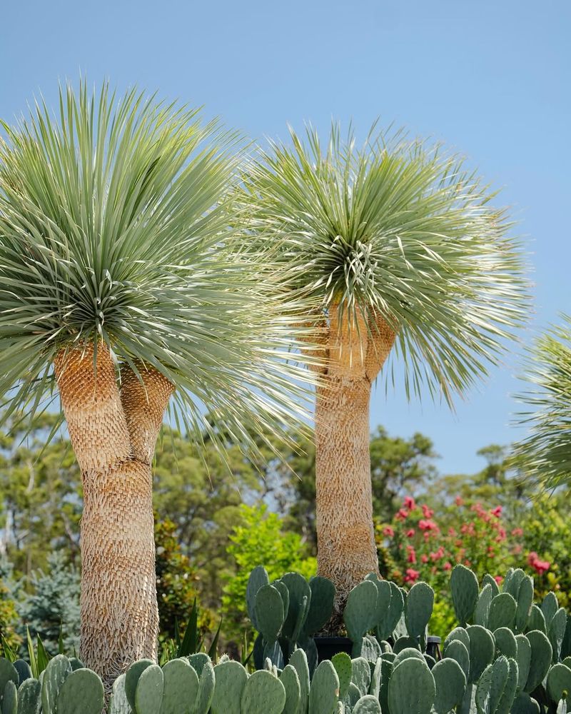 Yucca Rostrata
