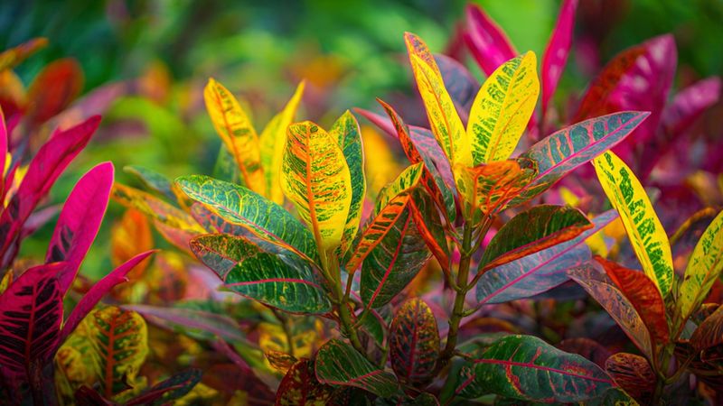 Croton For Colorful, Upright Impact