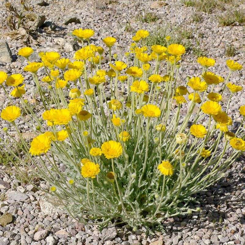 Desert Marigold For Long-Lasting Color