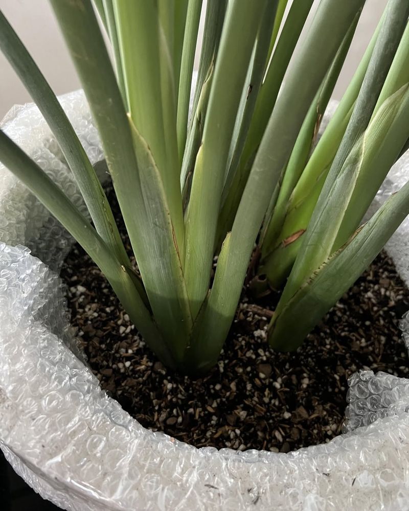 Well-Draining Soil Is Essential