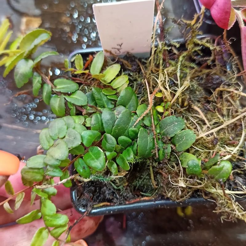 Marcgravia Umbellata For Living Wall Shade Corners