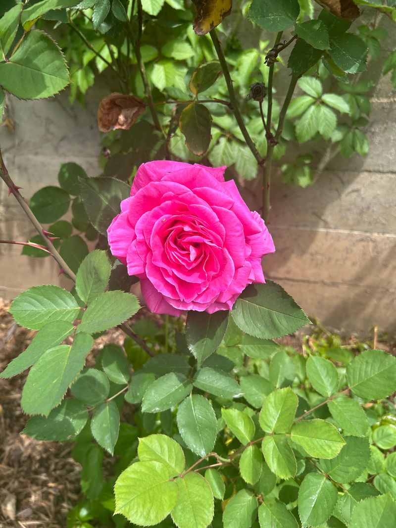 Balanced Feeding Through Active Growth