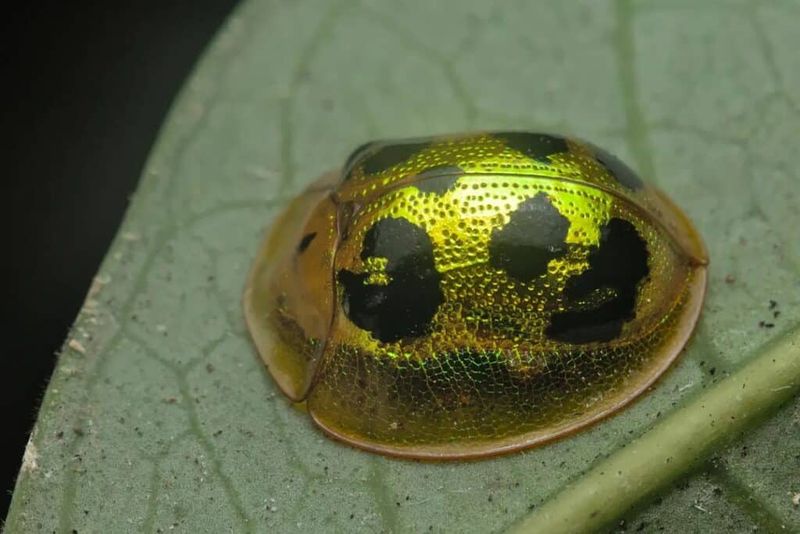Why Alabama Homeowners Are Suddenly Seeing A Shiny Gold Beetle