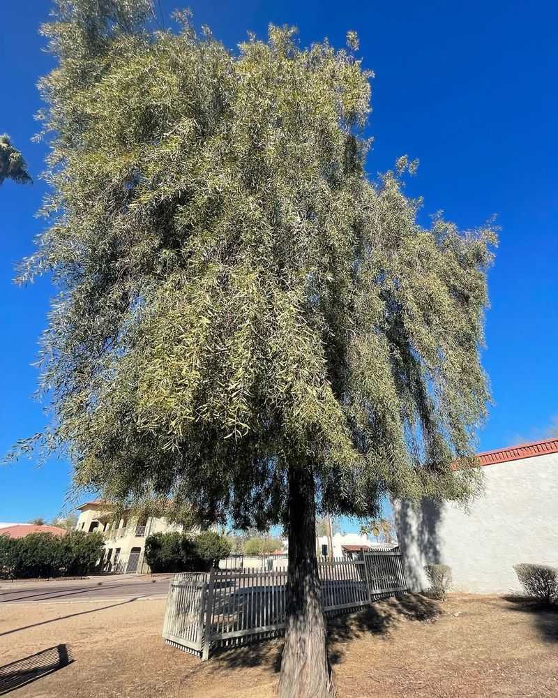 Willow Acacia