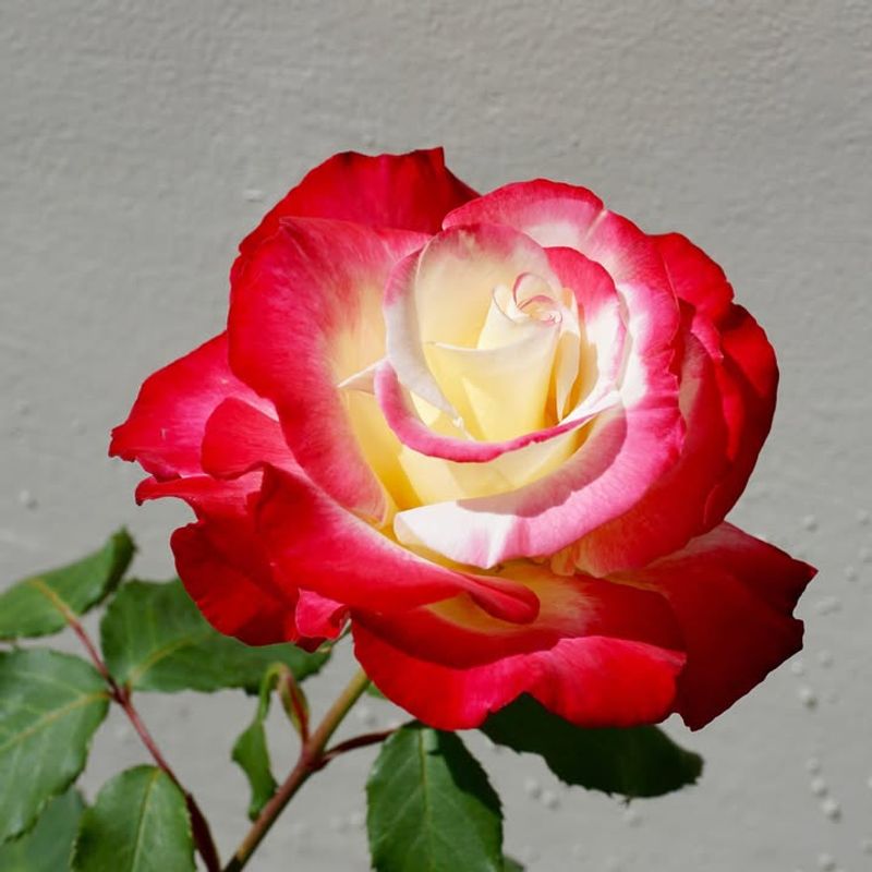 Choosing Roses For North Florida Gardens