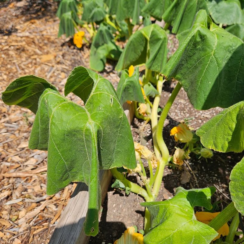 More Water Means Healthier Plants