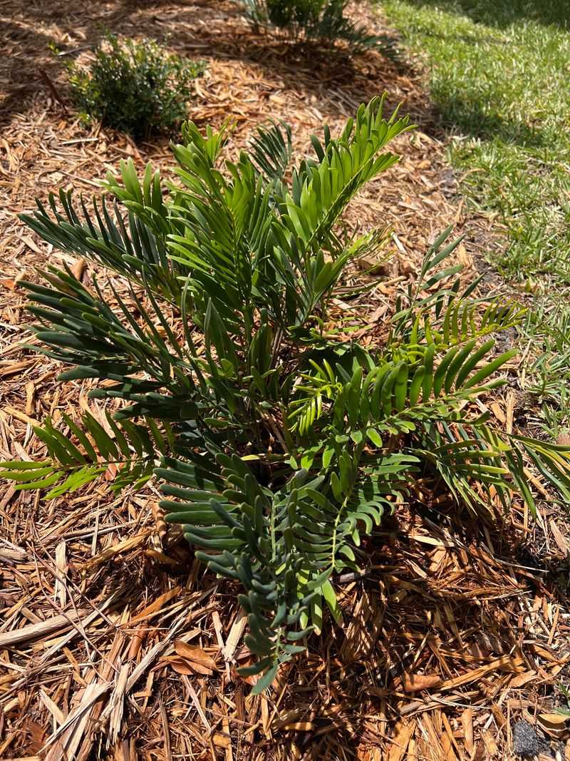 Native Plants Never Need Care