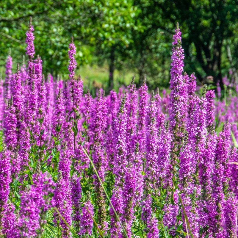Purple Loosestrife (Lythrum Salicaria)