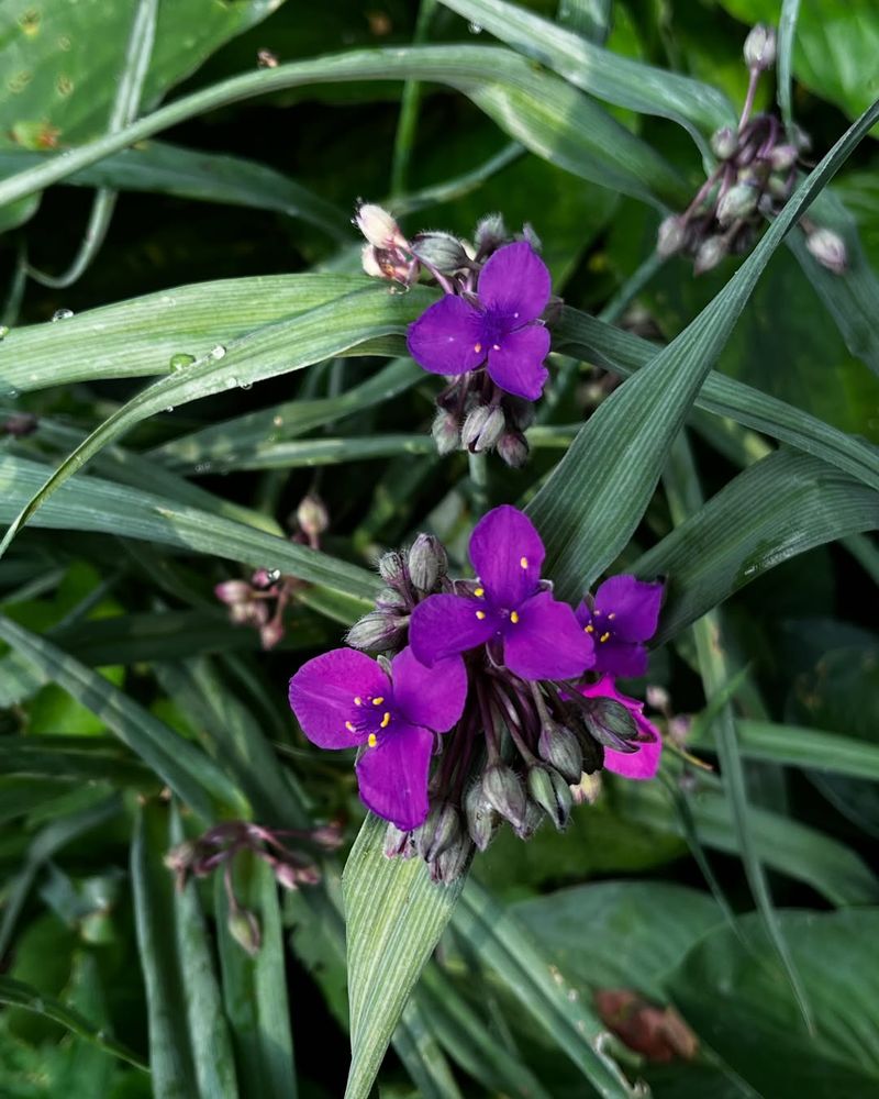 Spiderwort For Shade-Friendly Purple Blooms