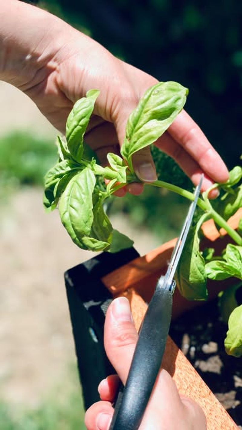 Harvesting Leaves Incorrectly