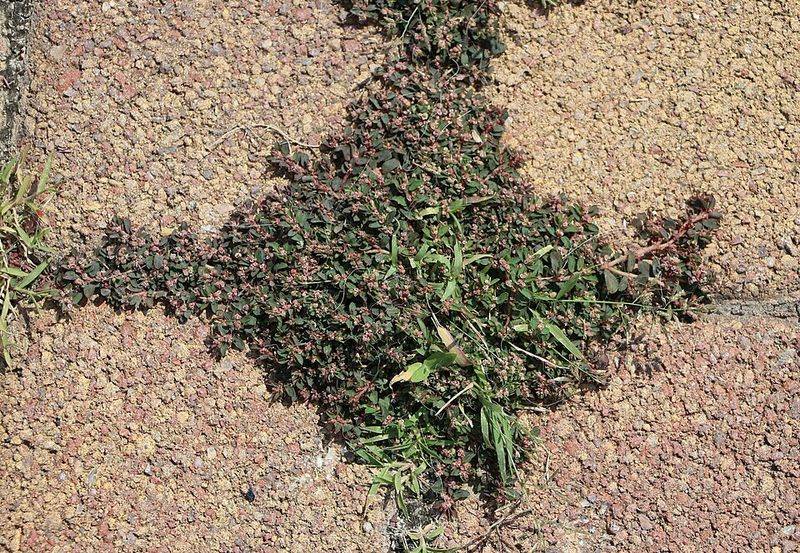 Pulling Or Mowing At The Wrong Time