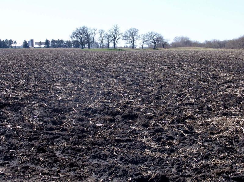 Black Prairie Soil (Mollisols)