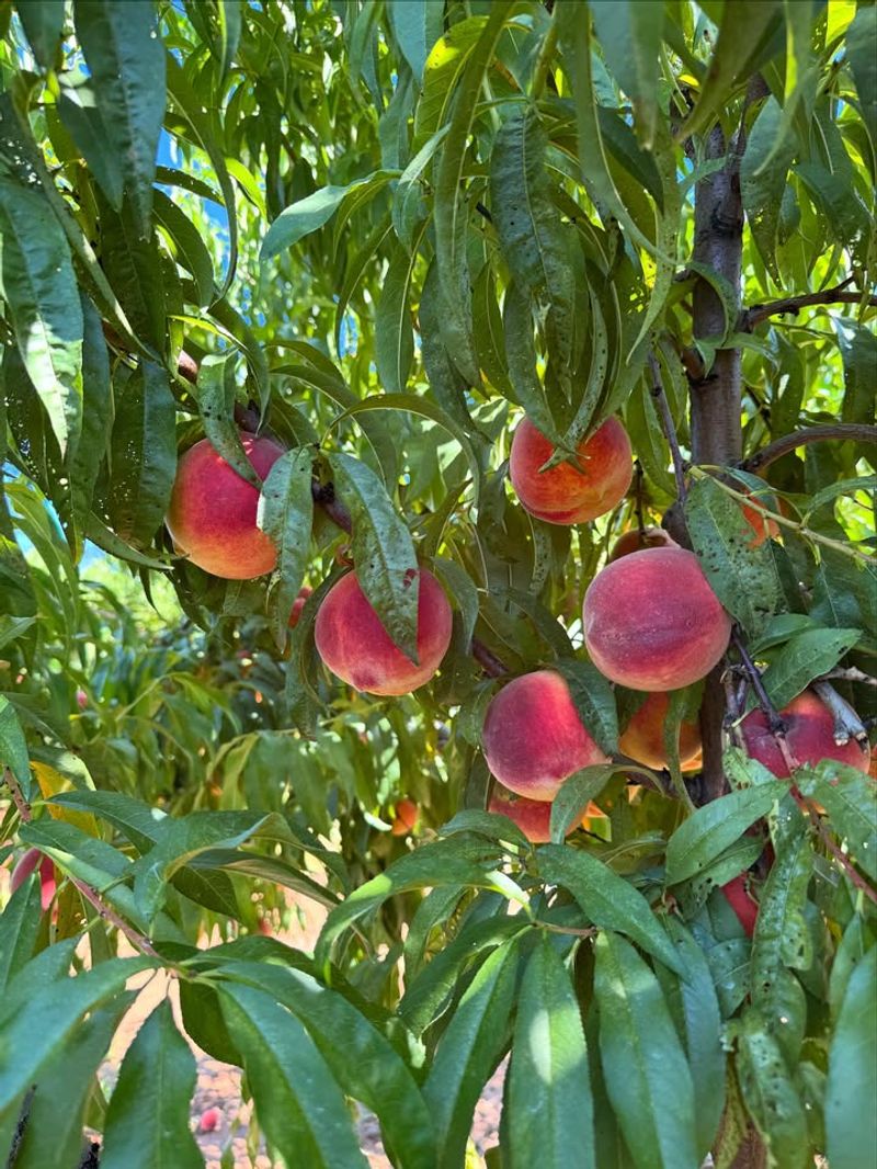 Nectarine Trees